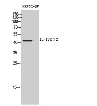 IL-13Rα2 rabbit pAb