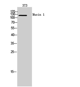 Mucin 1 antibody