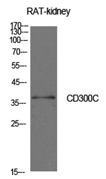 CD300c rabbit pAb Antibody