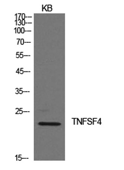 Ox40L antibody