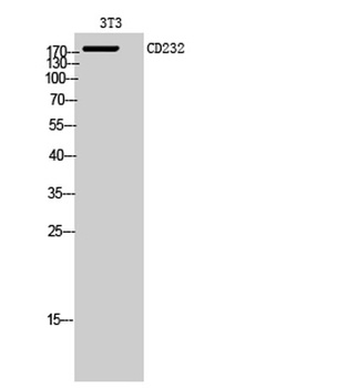 CD232 antibody