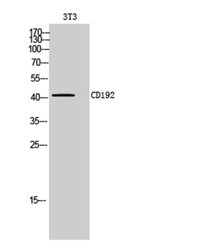 CD192 rabbit pAb
