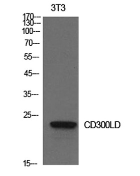 CD300d rabbit pAb Antibody