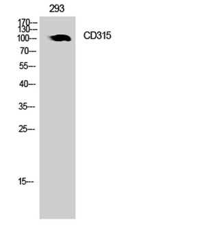 CD315 rabbit pAb