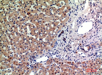 CD315 rabbit pAb