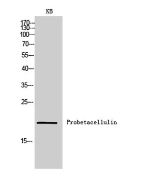 Probetacellulin rabbit pAb