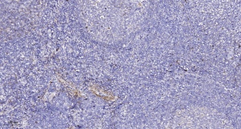 Probetacellulin rabbit pAb