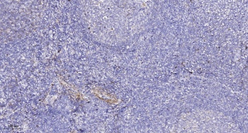 Probetacellulin antibody