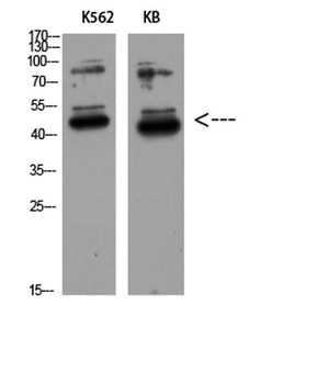 GDF-3 antibody