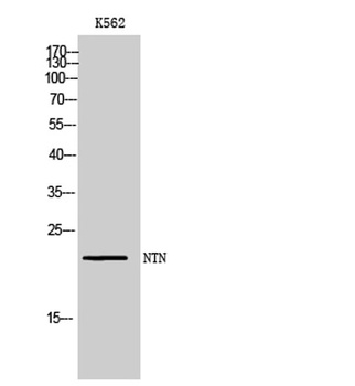 NTN antibody