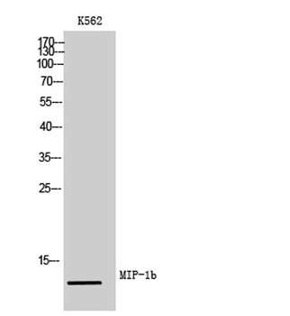 MIP-1b rabbit pAb