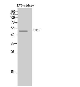 GDF-6 antibody