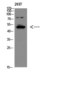 GDF-6 rabbit pAb