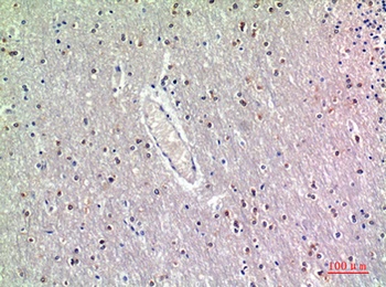 GDF-7 rabbit pAb