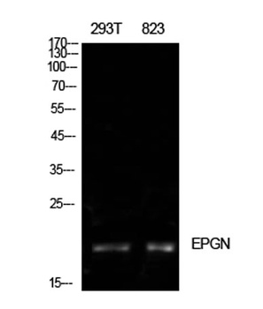 Epigen rabbit pAb