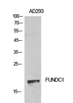 FUNDC1 rabbit pAb