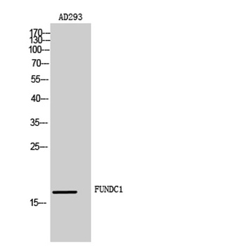 FUNDC1 antibody