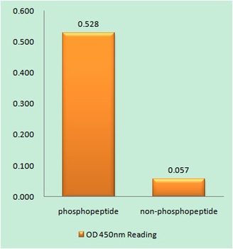 4E-BP1 (phospho-Thr69) antibody