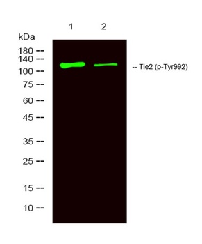 Tie-2 (phospho Tyr992) rabbit pAb
