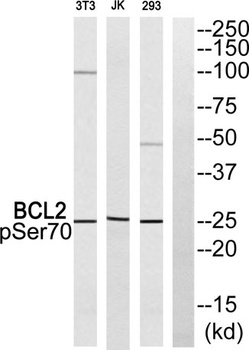 Bcl-2 (phospho-Ser70) antibody