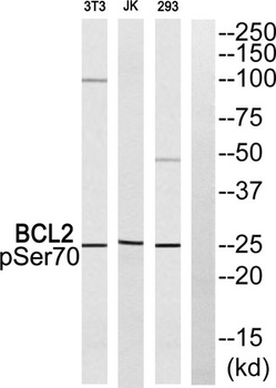 Bcl-2 (phospho Ser70) rabbit pAb