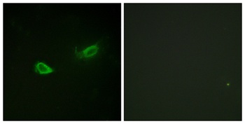 Na+/K+-ATPase alpha1 (phospho-Ser23) antibody