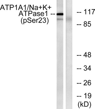 Na+/K+-ATPase alpha1 (phospho-Ser23) antibody