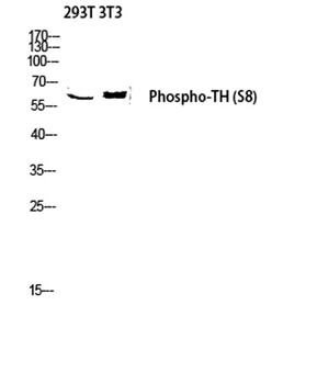 TH (phospho Ser8) rabbit pAb