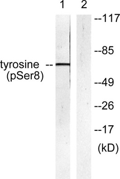 TH (phospho-Ser8) antibody