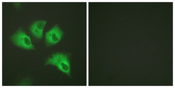 KIR5.1 (phospho-Ser416) antibody