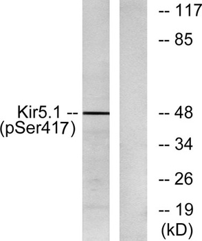 KIR5.1 (phospho Ser416) rabbit pAb