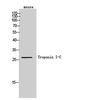 Troponin I-C rabbit pAb
