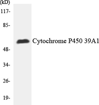 P-cadherin rabbit pAb