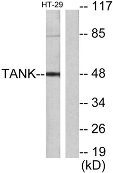 TANK rabbit pAb