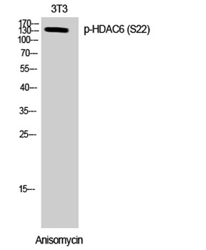 HDAC6 (phospho Ser22) rabbit pAb