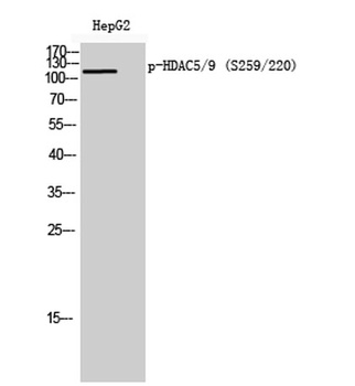 HDAC5/9 (phospho Ser259/220) rabbit pAb