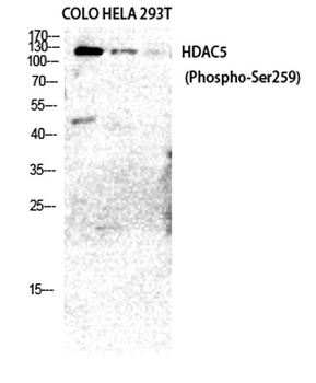 HDAC5/9 (phospho Ser259/220) rabbit pAb