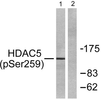 HDAC5/9 (phospho Ser259/220) rabbit pAb