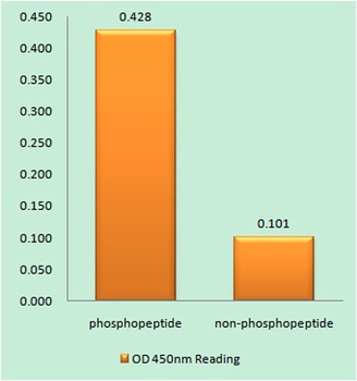 Bim (phospho Ser59) rabbit pAb