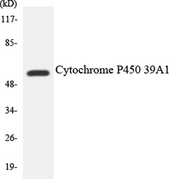 R-cadherin antibody