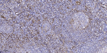 GLCNE antibody
