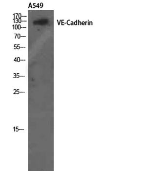 Cadherin 5 antibody