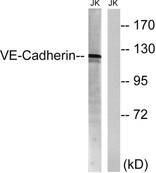 Cadherin 5 antibody