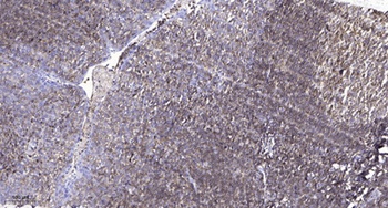VE-Cadherin rabbit pAb
