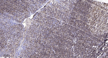 Cadherin 5 antibody