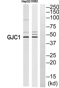 Connexin 45 rabbit pAb