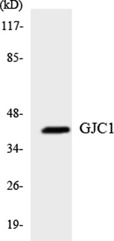 Connexin 45 antibody