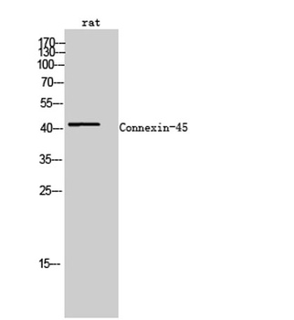 Connexin-45 rabbit pAb Antibody