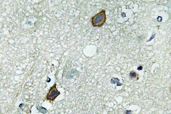 Connexin-45 rabbit pAb