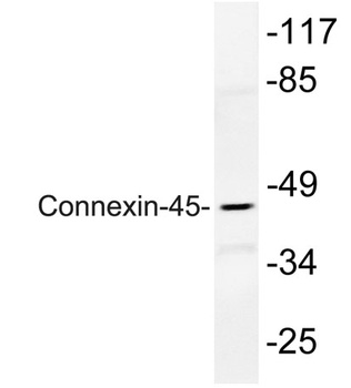 Connexin-45 rabbit pAb